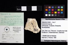 Foto (Objket + Etiketten) von Culmenformosa sp. 